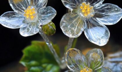 Close-up of Diphylleia Grayi flower with translucent petals and yellow stamens.